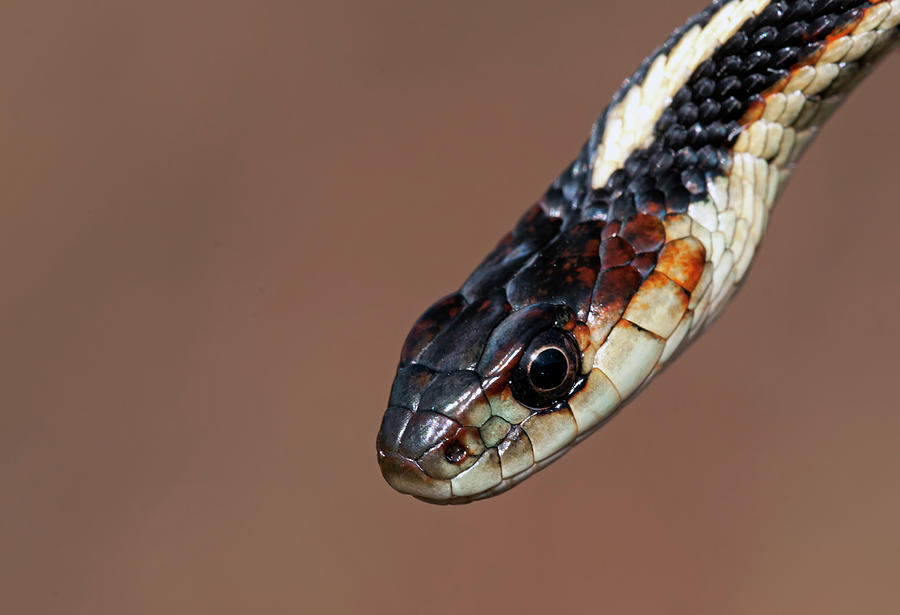 Snake head closeup Photograph by Terry Dadswell