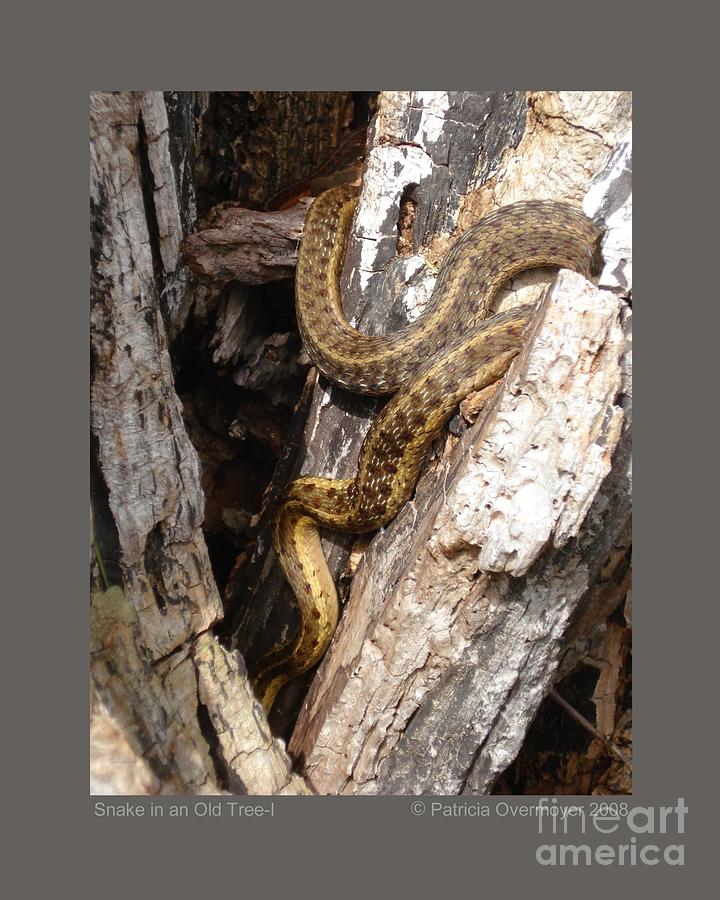 Snake in an Old Tree-I Photograph by Patricia Overmoyer