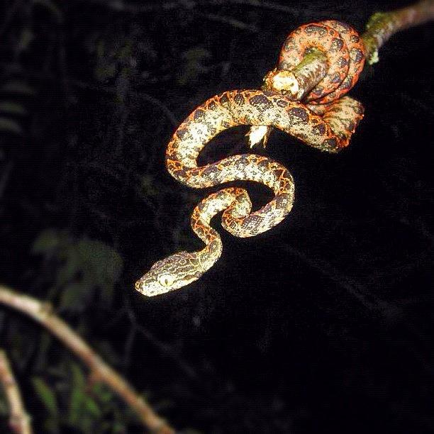 Snake Photograph - #snake #jungle #instamood #instagood by Alon Ben Levy