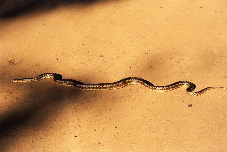 Snake on sand Photograph by Emanuel Tanjala