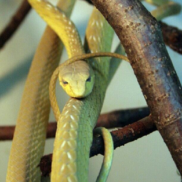 Nature Photograph - #snake #reptile #nature #zoo by Andrey Suchkov