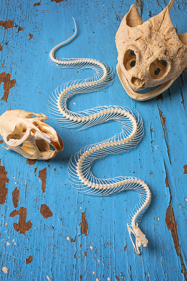 Snake Photograph - Snake skeleton and animal skulls by Garry Gay