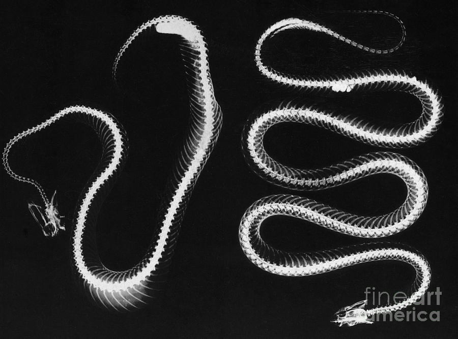 Snake Skeletons Photograph by Photo Researchers