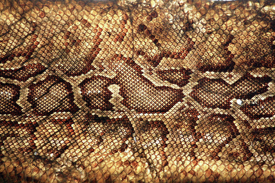 snake skin maxi