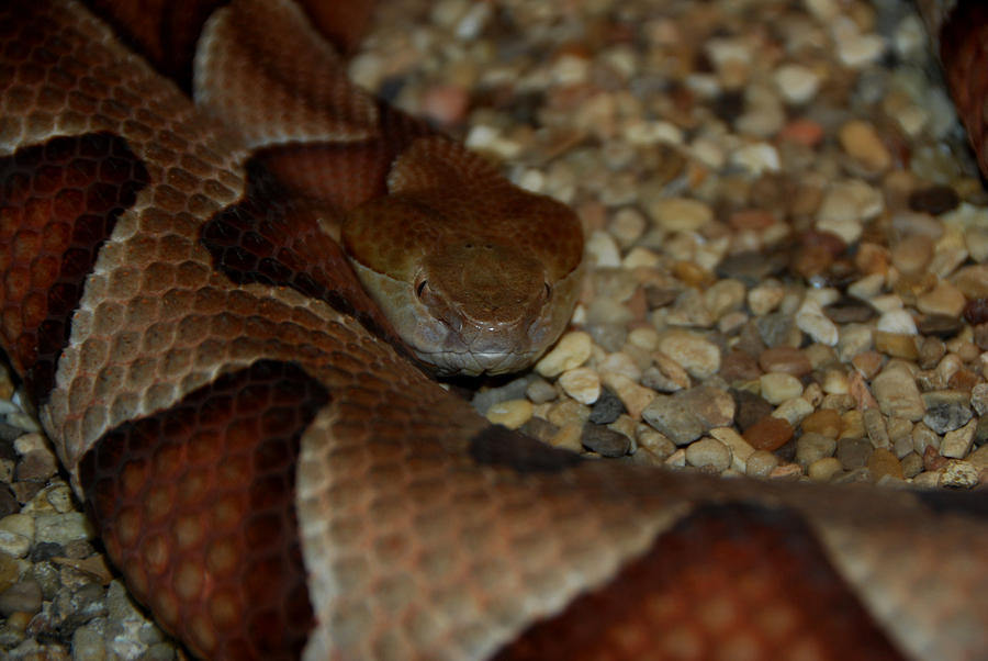 Snake Photograph by Thea Wolff - Fine Art America