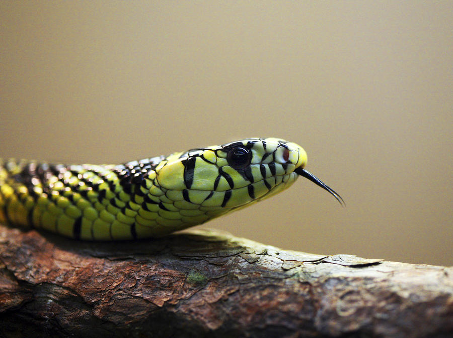 Snake Tongue by Marilyn Hunt