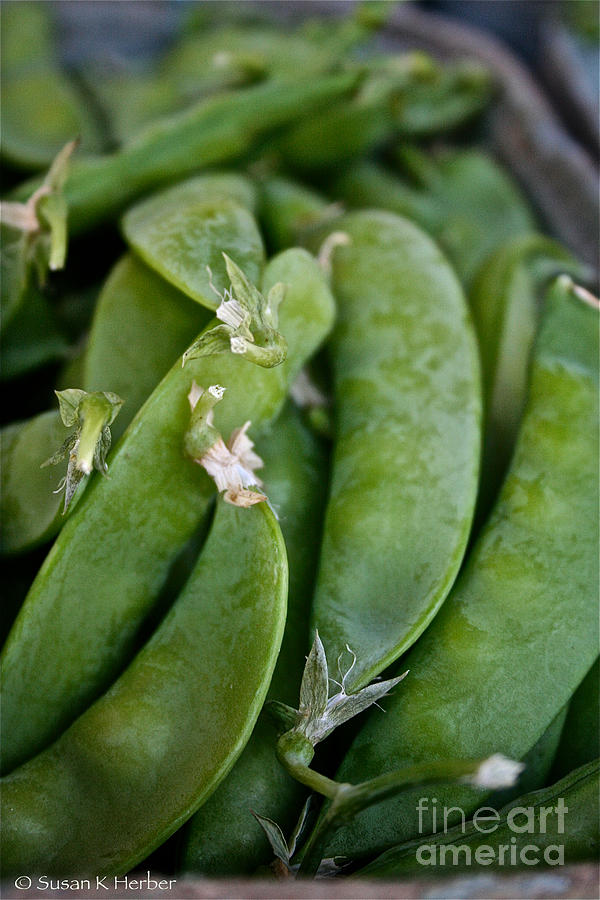Vegetable Photograph - Snap Peas Please by Susan Herber
