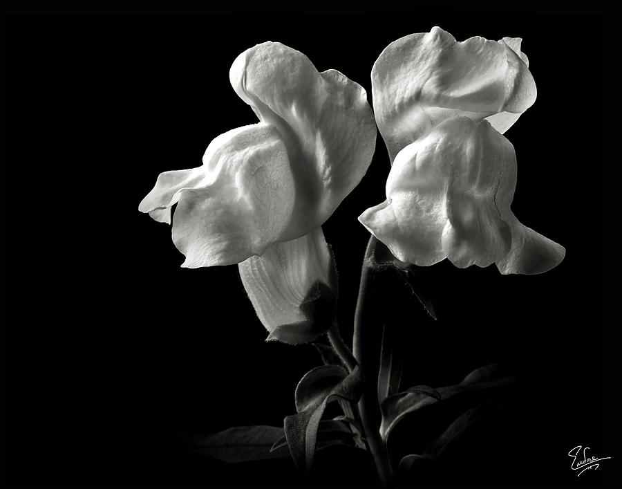 Snapdragons in Black and White Photograph by Endre Balogh