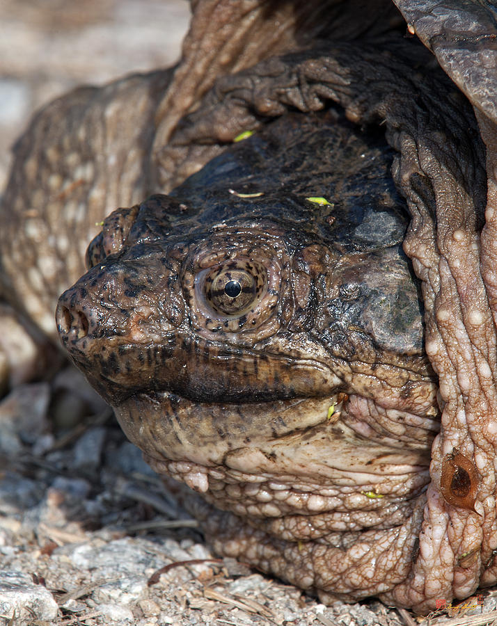 Snapping Turtle DAR018 Photograph by Gerry Gantt - Fine Art America