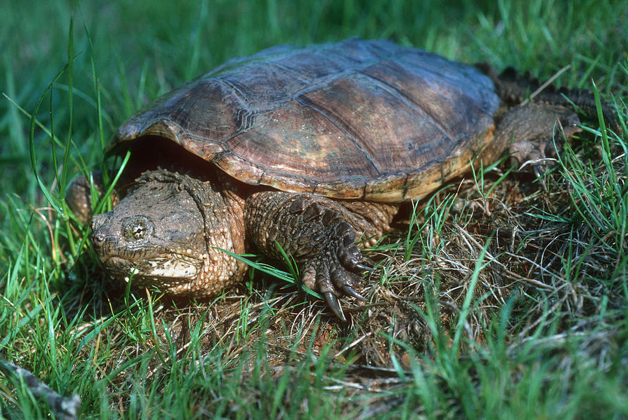 Snapping Turtle Photograph by Georgette Douwma - Fine Art America