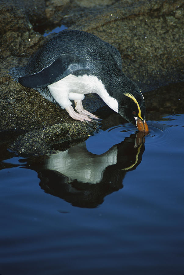 Snares Crested Penguin Eudyptes Photograph by Tui De Roy