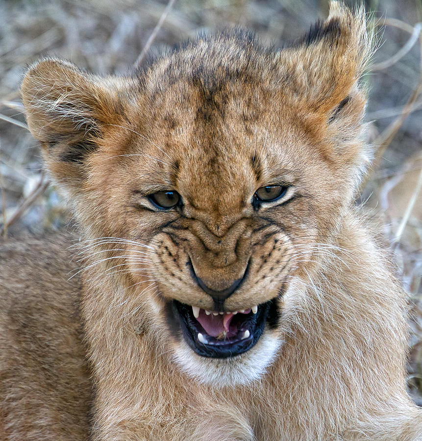 snarl-photograph-by-michael-moss-fine-art-america