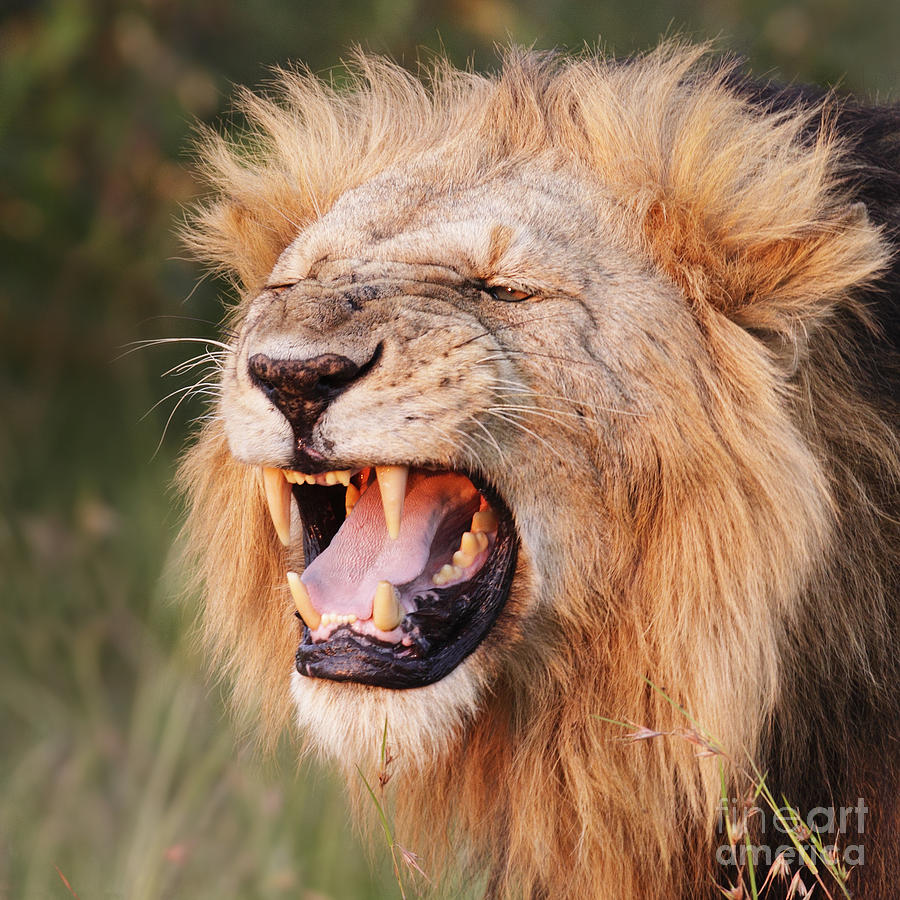 Snarling Lion Photograph - Snarling Lion Fine Art Print