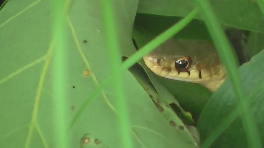 Sneaky Snake Photograph By Karen King Fine Art America