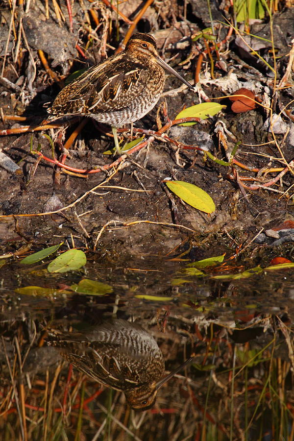 Snipe Hunt Photograph by Bruce J Robinson