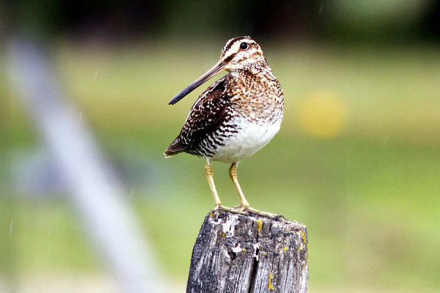 Sandpiper Photograph - Snipe on a fence post by Merle Ann Loman