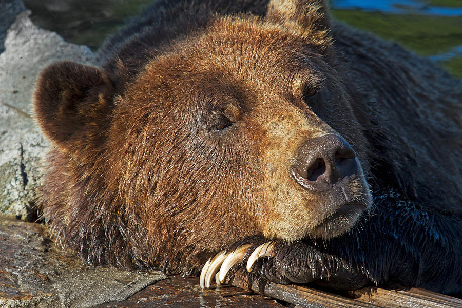 snoozems bear