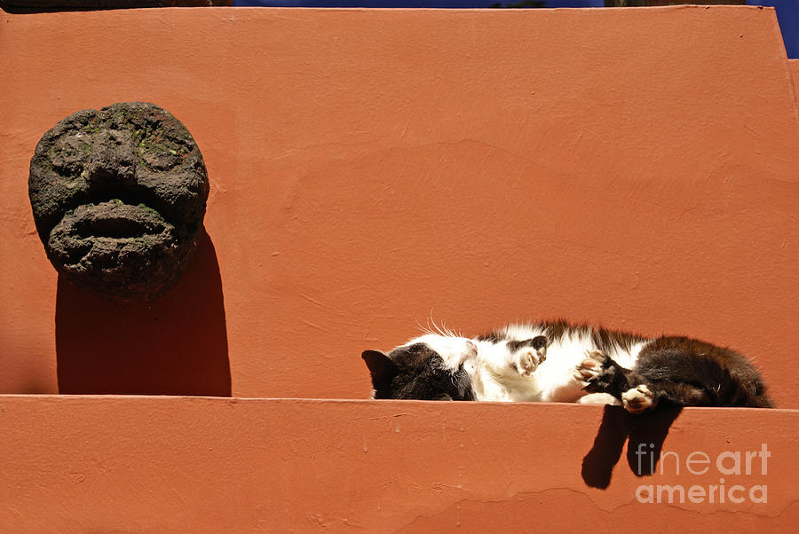 Diego Rivera Photograph - SNOOZING CAT Mexico City by John  Mitchell