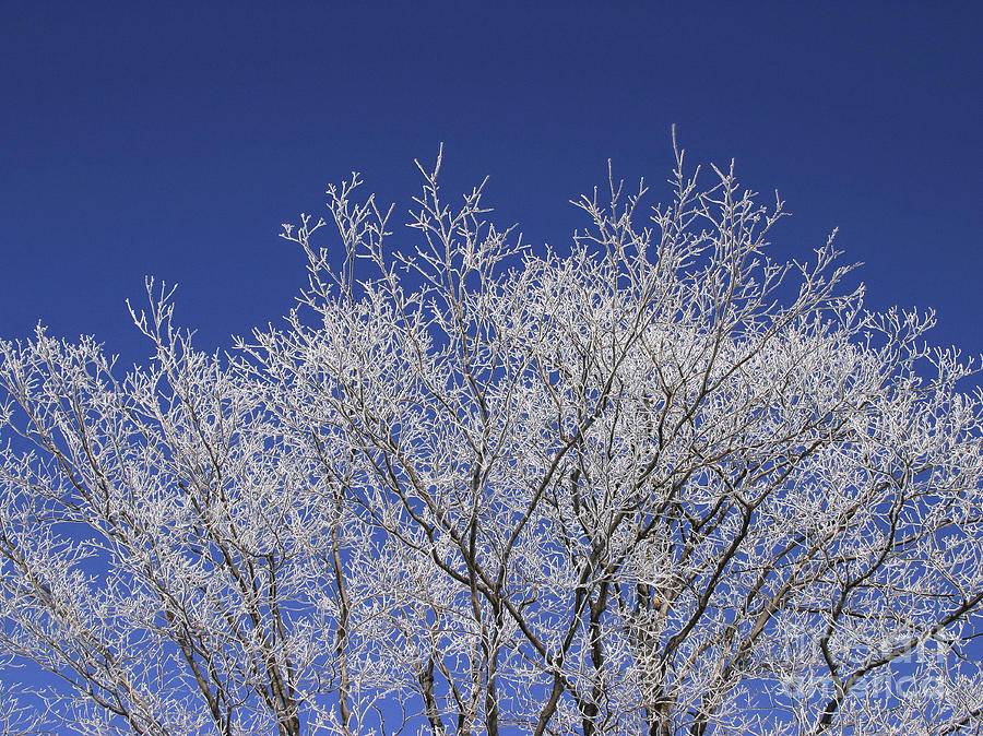 Snow and ice covered tree Photograph by Steven Puetzer - Fine Art America