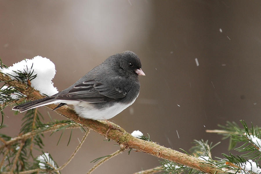 Snow Bird by Alan Lenk