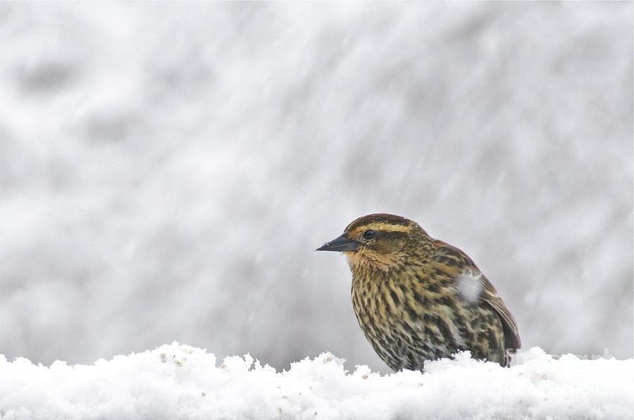 Snow  Bird Photograph by Sean Griffin