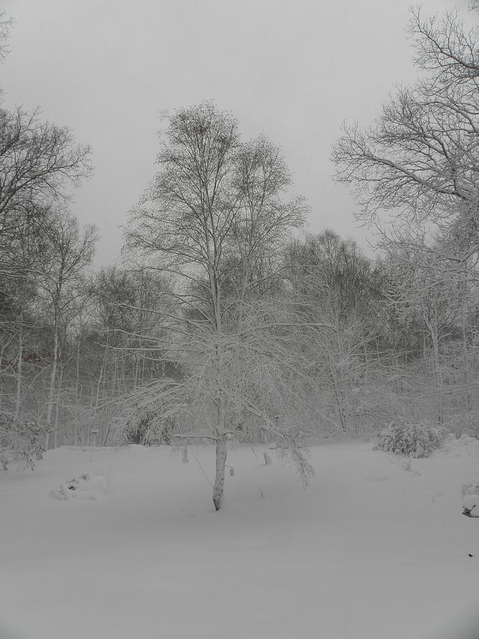 Snow Blind Photograph by Kim Galluzzo Wozniak