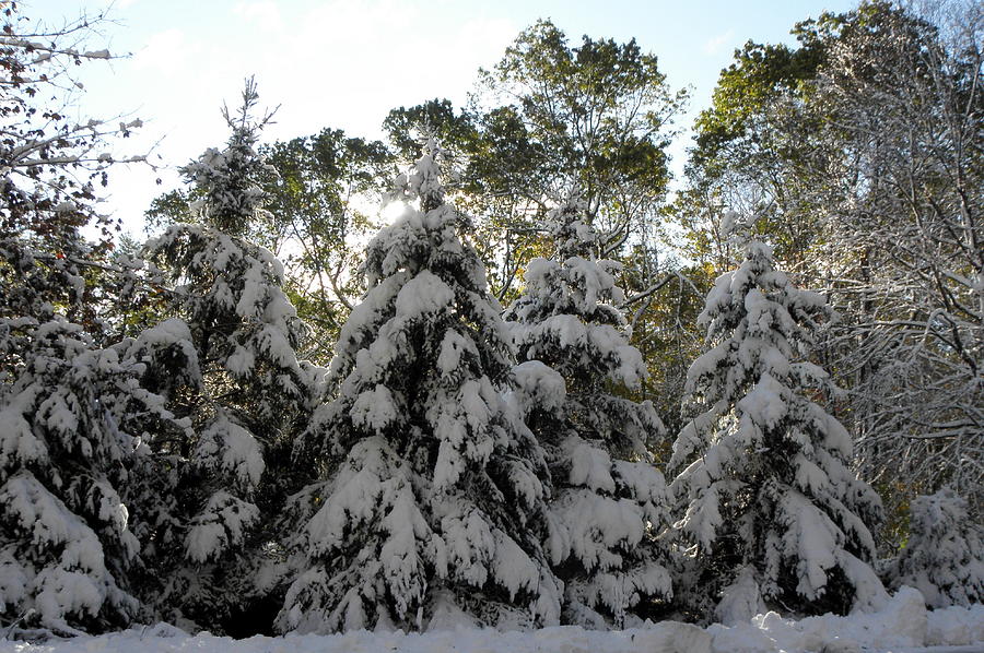 Snow Bound Photograph by Kim Galluzzo Wozniak