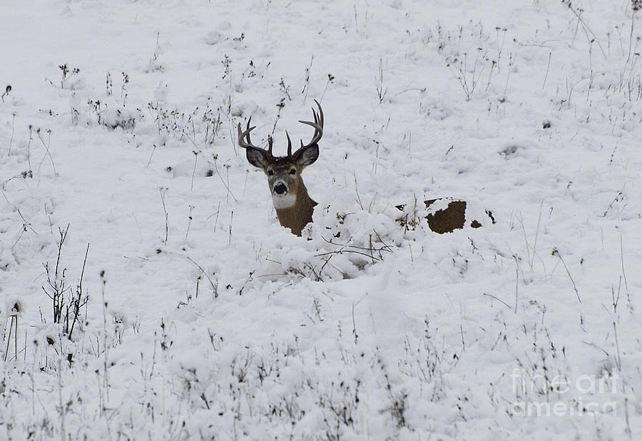 Snow Buck Photograph by Greg Jones