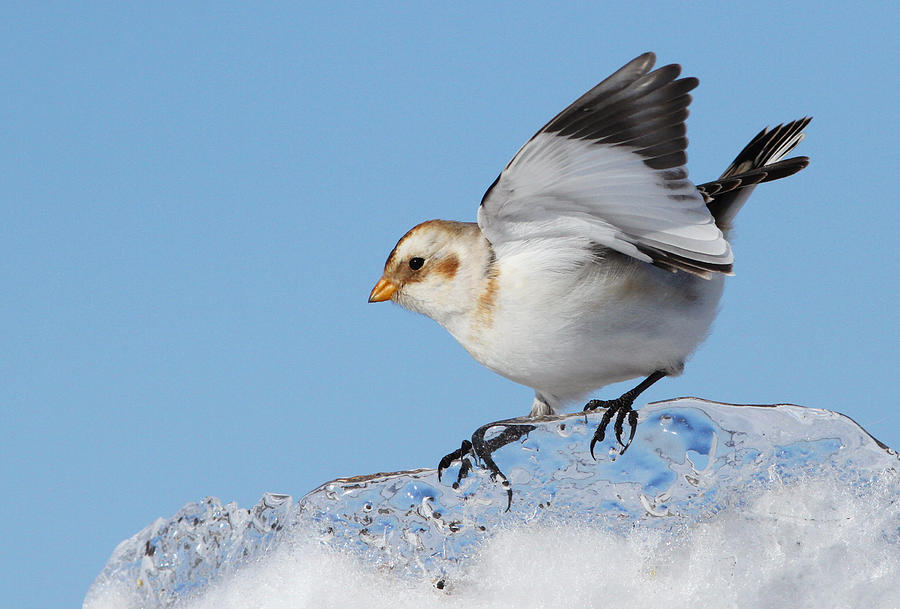 Snow Bunting Photograph by Mircea Costina Photography