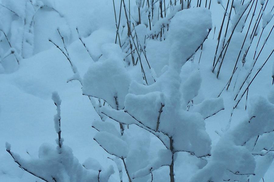 Snow Bush Photograph by Barbara McGeachen