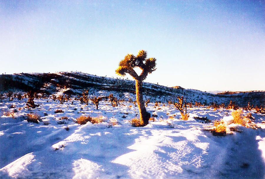 Snow Cactus Pyrography by Karen Chappell