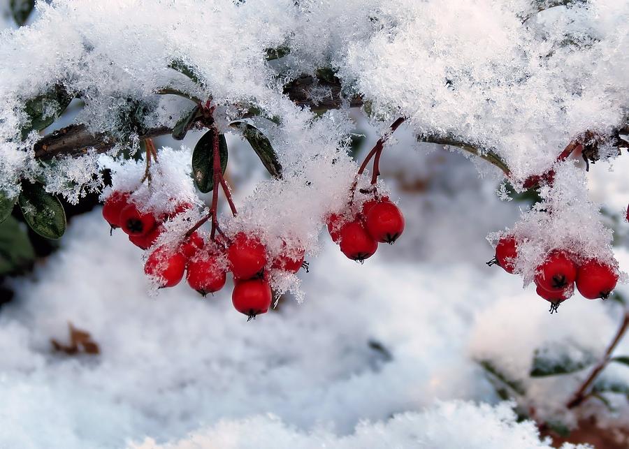 Snow coated berries Photograph by Janice Drew
