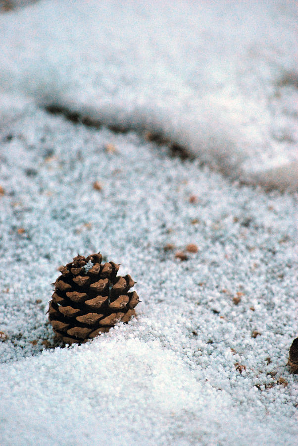 Pine Cone Photograph - Snow Cone by Amee Cave