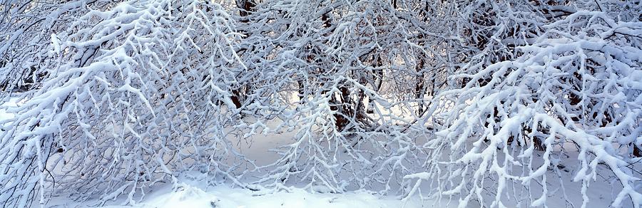 Snow covered branches Photograph by Ulrich Kunst And Bettina Scheidulin