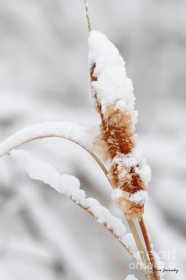 Snow Covered Cattail Photograph by Steve Javorsky
