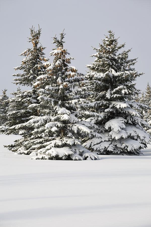 Snow Covered Evergreen Trees Calgary Photograph