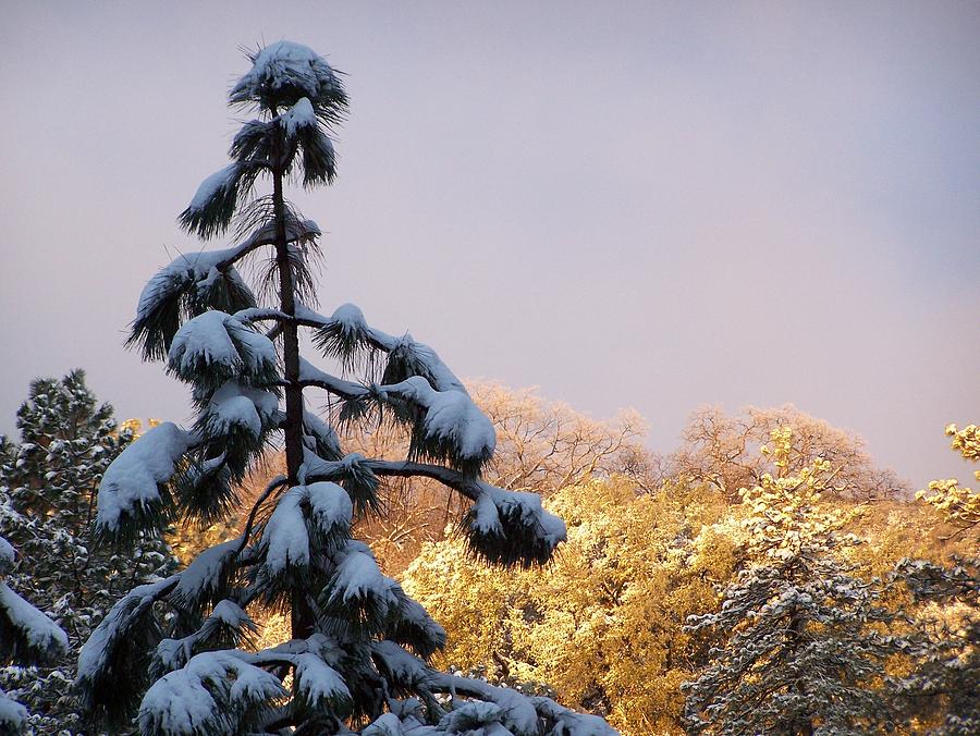 Snow Covered Pine Tree Photograph By Anita Macias   Snow Covered Pine Tree Anita Macias 