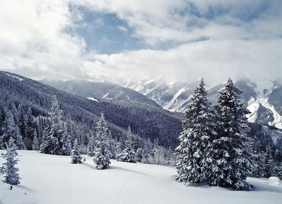 huge pine trees with snow