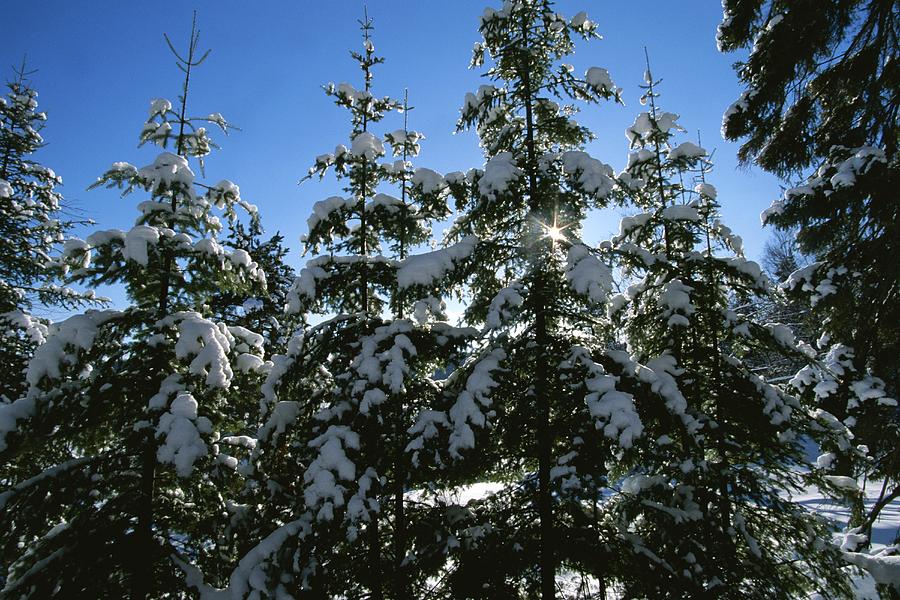 Snow-covered Pine Trees by Taylor S. Kennedy