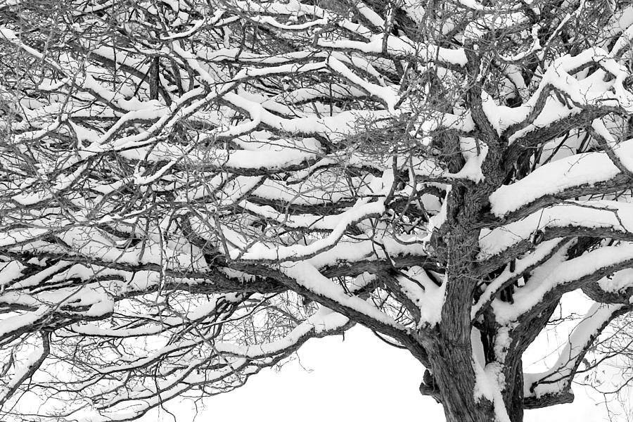 Snow Covered Tree Branches Photograph by Randall Nyhof
