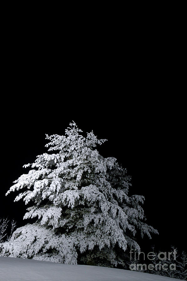 Snow-covered Tree Photograph by HD Connelly
