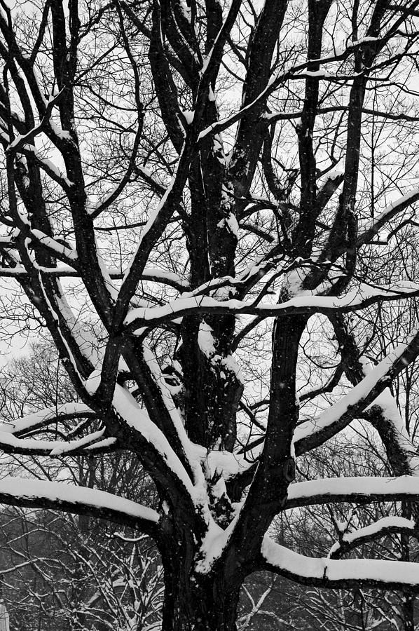 Winter Photograph - Snow Covered Tree by Ryan Louis Maccione