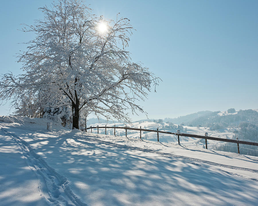 Snow Covered Tree With Sun Shining Through It Photograph by © Peter Boehi