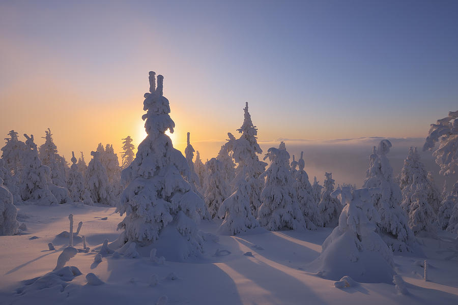 Snow Covered Trees At Sunset, Fichtelberg, Ore Mountains, Saxony ...