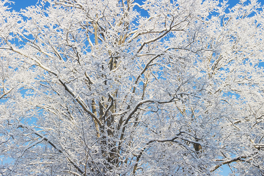 Snow Covered Trees Photograph by Keith Webber Jr