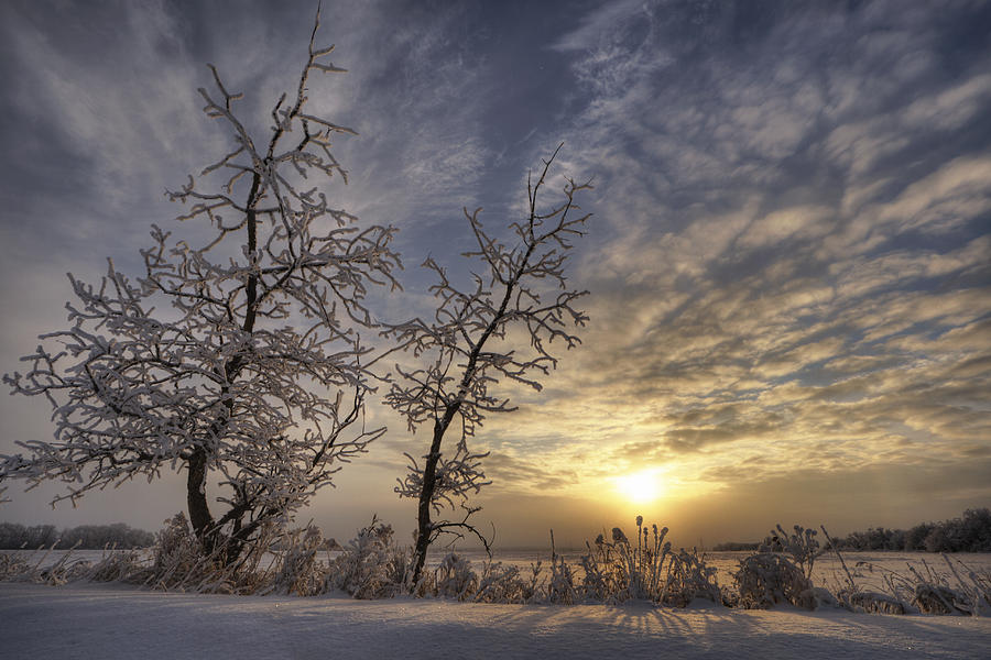 Snow Covered Trees Silhouetted Photograph by Dan Jurak