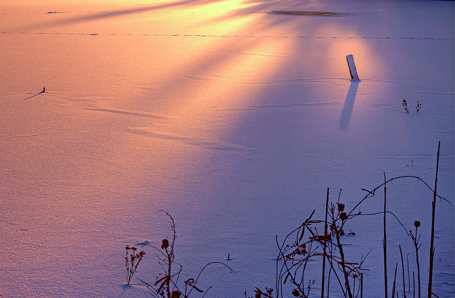 Snow Dawn Photograph by Tom Singleton