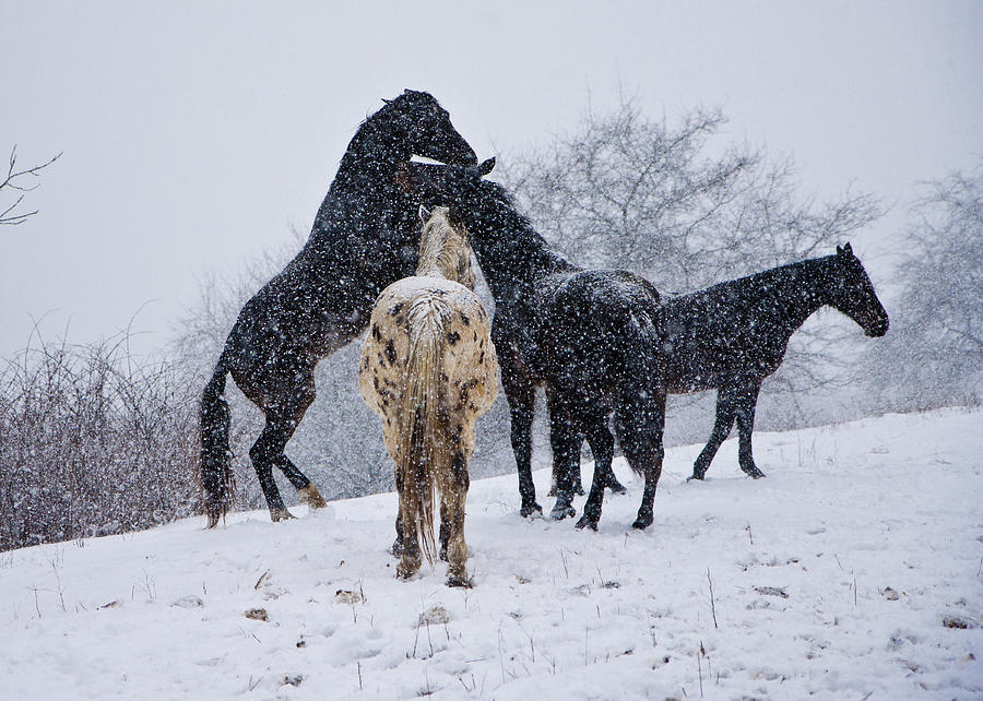 Horse Photograph - Snow Day I by Betsy Knapp