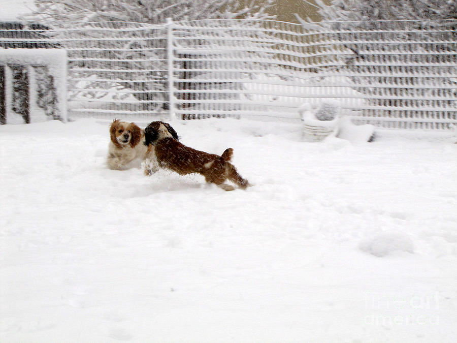 Snow Day Play Photograph by Debbie Portwood