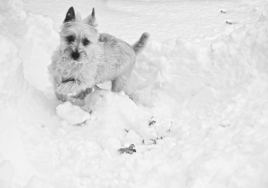Snow Dog Photograph by Cathy Kovarik